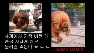 세상에서 가장비싼 강아지 짱오 사자개 근토 tibetan mastiff dog tibetan mastiff puppies [upl. by Oren]