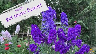 Delphinium Propagation Made Easy Get Blooms Like a Pro [upl. by Alphonse]