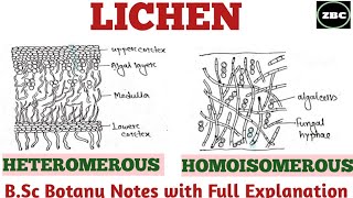 LICHEN  Types of Lichen on the Basis of Internal Structure Heteromerous amp Homoisomerous Lichen [upl. by Delmer]