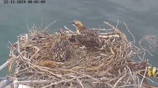 Osprey nest Port Lincoln Australia 20241122 [upl. by Acina]