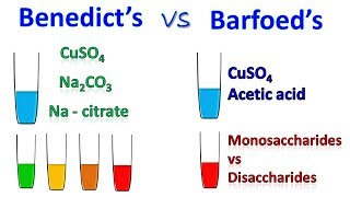 Difference between Barfoed and Benedict test [upl. by Mckenzie249]