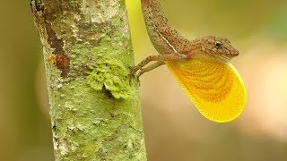 Unbelievable Anole Dewlap Display [upl. by Jabin]