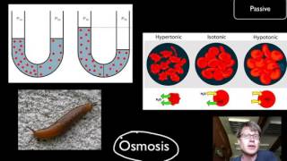 Course Transport Across Cell Membranes via Bozeman Science [upl. by Armyn]