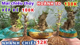 3110  Phôi Mai Chiếu Thủy 130k《 Xếp Đế mini 100k 》Nhánh Chiết 12k ☎️ 0328671656  Zalo [upl. by Ttik788]