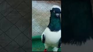 German nun pigeon for sale  kabutar for sale  fancy kbutar sale  punjabi kabutar sale 2024 [upl. by Ade]