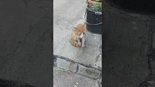 BU KEDİ KAVGA İSTİYOR HERHALDE SEVİMLİ KEDİLER VE KOMİK KEDİLER KOMİK VİDEOLAR kedivlog cat [upl. by Ahsienar]