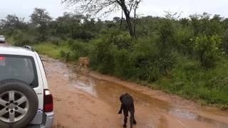 Mom saves baby buffalo from lion at Private Game Reserve fenced into Kruger [upl. by Suertemed]