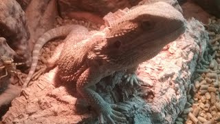 FEEDING A BEARDED DRAGON WITHOUT TOUCHING THE BUGS [upl. by Mirella]