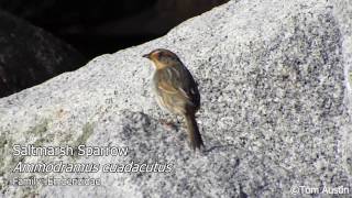 A sample of the Sparrows of South Carolina [upl. by Hampton]