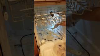 Cleaning a dishwasher drain and hoses [upl. by Inavoy]