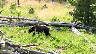 Grizzly bear poos in the woods also seen bison resting  and elk in mammoth [upl. by Nelly660]