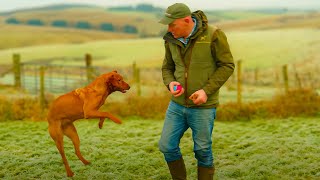 Bouncy Labrador Puppy [upl. by Lundberg]