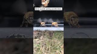 How To Help Bees [upl. by Isus]