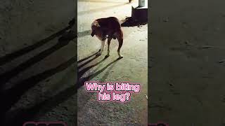 Why is my dog biting his leg shortvideo indiadog usadogs [upl. by Munford224]