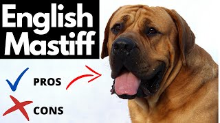 English Mastiff Pros And Cons  Should You REALLY Get An ENGLISH MASTIFF [upl. by Audra]