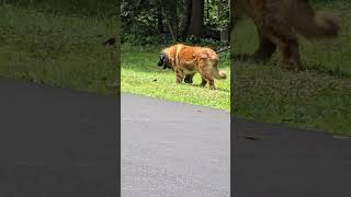 THE LEONBERGER IS AMAZING  shorts  giant dog [upl. by Lennad595]