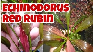 ECHINODORUS RED RUBIN Emersed Form  Aquatic Plants [upl. by Nnylyahs]