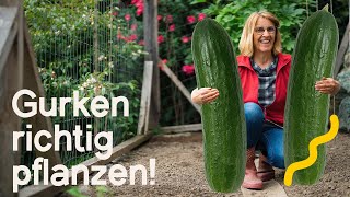 Maximaler Ertrag So pflanzt und pflegt ihr Gurken richtig  Tipps für eine reiche Ernte 🥒 [upl. by Klenk]