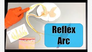 The Basic Parts of the Reflex Arc [upl. by Adnilim]