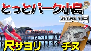 【とっとパーク小島】35㎝尺サヨリ＆チヌゲット！まだまだ釣れそう！凄い釣り場 [upl. by Nace187]