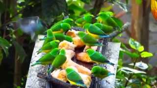 feeders Blue naped Chlorophonia Chlorophonia cyanea El Dorado Nature Reserve [upl. by Rona983]