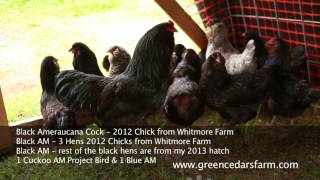 Black Ameraucana Chickens [upl. by Orin]