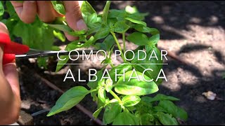 Como Podar Albahaca [upl. by Aidualk731]