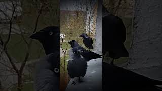 kawki jackdaws ptakipolski ptakizparapetu birds listopad2024 [upl. by Yclehc]