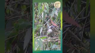 Meet the Leatherhead Queensland’s Helmeted Friarbird  Yirrganydji Country [upl. by Aokek]