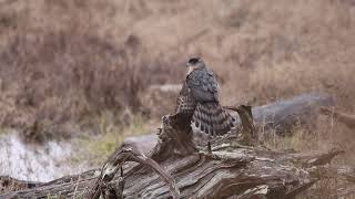 Coopers or Sharpshinned hawk [upl. by Yanahs]