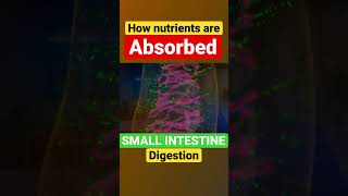 How nutrients are absorbed in small intestine [upl. by Asirak]