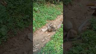 Wildlife monkey in Mohanokor troop wildanimal shortsvideo [upl. by Block]