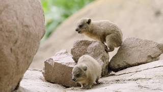 Baby Hyraxes Bounce amp Play [upl. by Robbins]