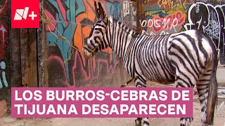 Defensores de animales ganan Tijuana le dice adiós a los icónicos BurrosCebras  N [upl. by Mannes]