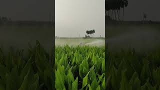 Fungicide application Agrimate sprayer agriculture video turmeric farming shorts [upl. by Yerg]