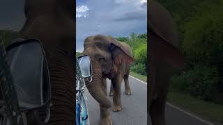 Buttala road Elephant 🐘❤️ [upl. by Sacrod]