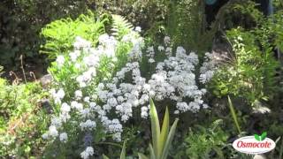 Garden Tip Prune Candytuft To Keep It Blooming All Summer Long [upl. by Shriner]