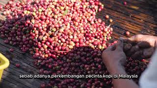 INVESTASI PERMATA HITAM BENGKULU DARI BENCOOLEN COFFEE SAMPAI MALAYSIAquot [upl. by Dyanna724]