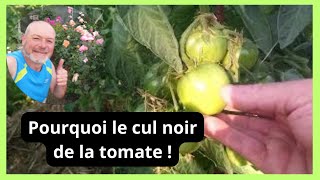 Cul noir de la tomate  comment prévenir et traiter pour des tomates parfaites [upl. by Torrance]