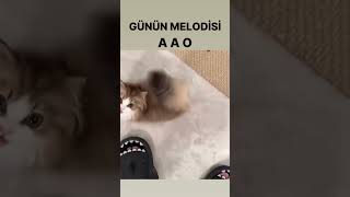 Yavru Kedi Sesi yavrukedi [upl. by Vezza]