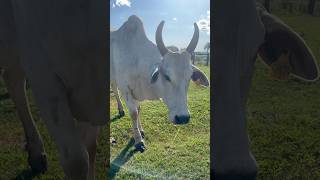 Mais bezerro feito medicamento vidanaroça gado sitio pecuaria agro cavalo fazendas nelore [upl. by Perrine]