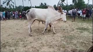 ☆☆ bullfight goa ☆☆ traditional bullfight ☆☆ India Goa ☆☆ traditional ox fight ☆☆ 2024 ☆☆ [upl. by Cappello]