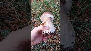 boletus funghi porcini seta cogumelo mushroom ciuperci pilze [upl. by Nahtanoy12]