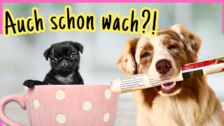 Aufgeweckte Morgengrüße für einen schwungvollen Tagesstart 🌞🐶 [upl. by Inaniel142]