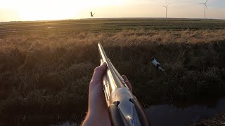 Hunting  Pheasants with bird dogs [upl. by Aicillyhp]