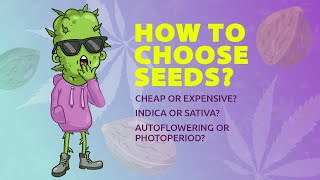 HOW TO CHOOSE CANNABIS SEEDS  Beginner’s Guide [upl. by Natascha39]