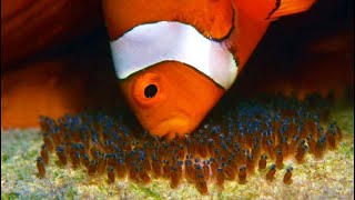 How clown fish breed  complete process from fry to adult [upl. by Gratia]