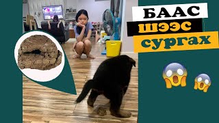 Нохой сургах арга 7  Гадаа шээлгэж баалгаж сургах  Potty Training A Puppy To Go Outside  강아지훈련팁 [upl. by Ethel]