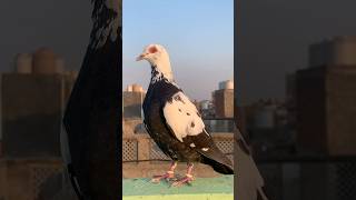 Pets ki ladaiya lada kar pet pakda 🥰 kabootar minivlog shorts anime birds vlog petsvlog pet [upl. by Nodnar]