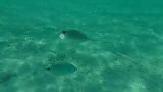 Snorkeling in Palma De Mallorca Spain [upl. by Hteik]